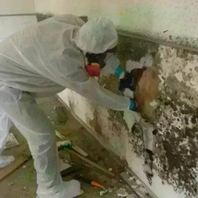 Mold Remediation and Removal in Dyer County, TN